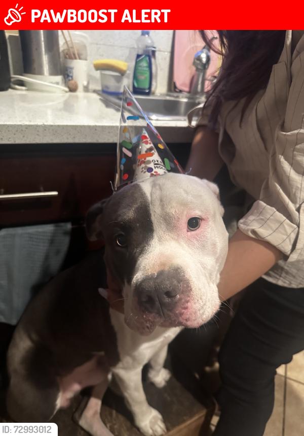 Lost Male Dog last seen Fullerton or Batson, Rowland Heights, CA 91748