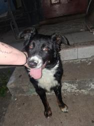Reunited Unknown Dog last seen Runnels, Fort Worth, TX 76106