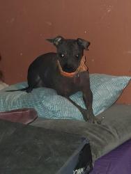 Lost Female Dog last seen Orchard St. and Poulsen Ave , Montclair, CA 91763