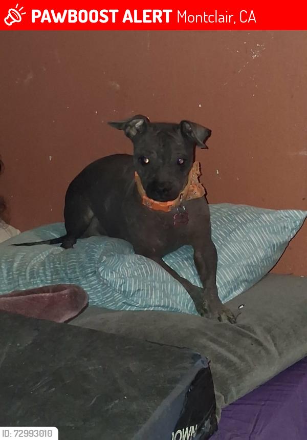 Lost Female Dog last seen Orchard St. and Poulsen Ave , Montclair, CA 91763