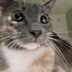 Shelter Stray Female Cat last seen Near Lake Samish Rd Alger, Skagit County, WA, 18911 Kelleher Rd, Burlington, WA 98233, USA