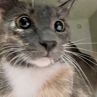 Shelter Stray Female Cat last seen Near Lake Samish Rd Alger, Skagit County, WA, 18911 Kelleher Rd, Burlington, WA 98233, USA
