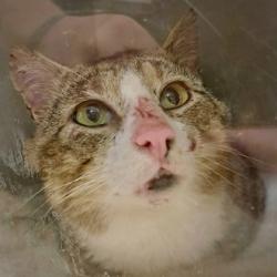 Shelter Stray Male Cat last seen Near Richard Rd Unit A SW, Skagit County, WA, 18911 Kelleher Rd, Burlington, WA 98233, USA