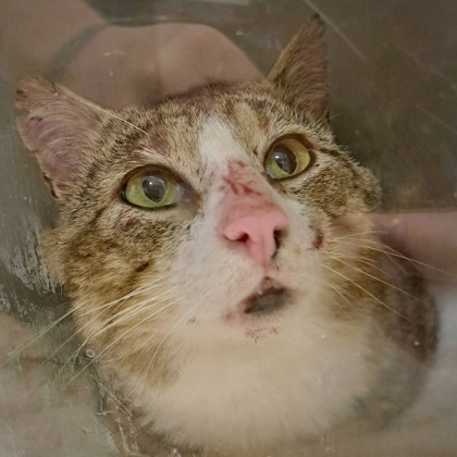 Shelter Stray Male Cat last seen Near Richard Rd Unit A SW, Skagit County, WA, 18911 Kelleher Rd, Burlington, WA 98233, USA
