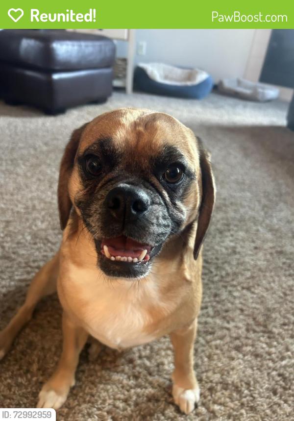 Reunited Female Dog last seen 41st and veterans by B&G, Sioux Falls, SD 57110