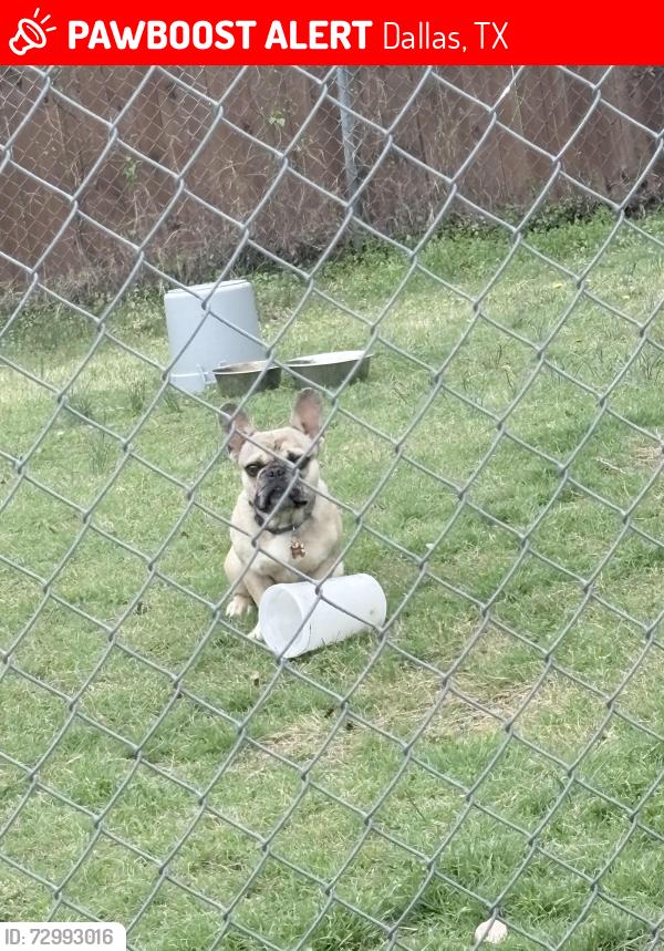Lost Male Dog last seen Indian Ridge Trail , Dallas, TX 75232