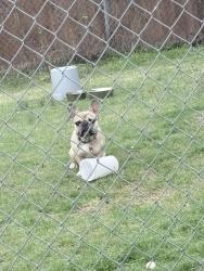 Lost Male Dog last seen Indian Ridge Trail , Dallas, TX 75232