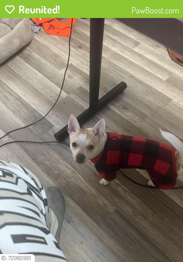Reunited Female Dog last seen Sunrise and 441, Fort Lauderdale, FL 33311