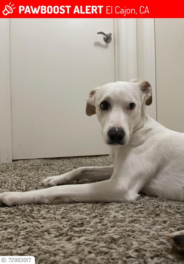 Lost Female Dog last seen Calle De Leon and Calle Albara, El Cajon, CA 92019
