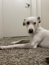 Lost Female Dog last seen Calle De Leon and Calle Albara, El Cajon, CA 92019