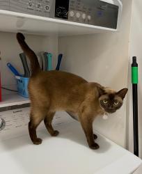 Reunited Female Cat last seen Civic Ave, Kogarah, NSW 2217