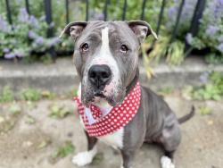 Shelter Stray Male Dog last seen Tied to fence by the baseball field at Pelham Bay Park., BRONX, NY, 10461, 326 E 110th St, New York, NY 10029, USA