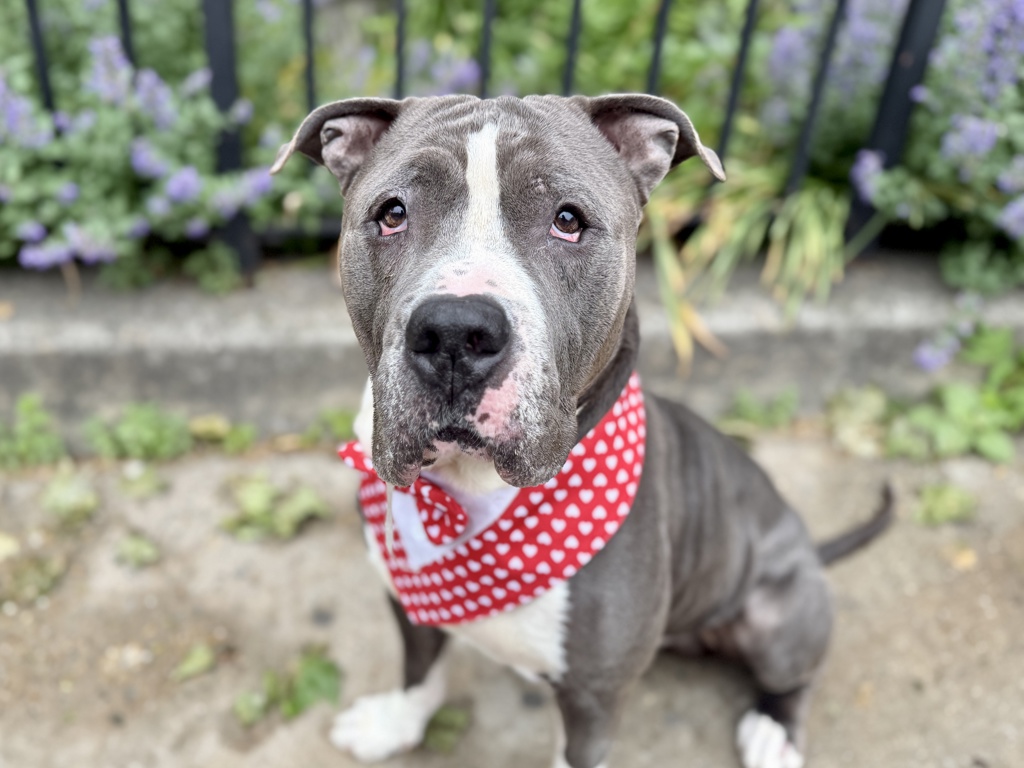 Shelter Stray Male Dog last seen Tied to fence by the baseball field at Pelham Bay Park., BRONX, NY, 10461, 326 E 110th St, New York, NY 10029, USA