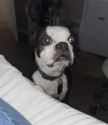 Reunited Male Dog last seen The Heights , San Antonio, TX 78260