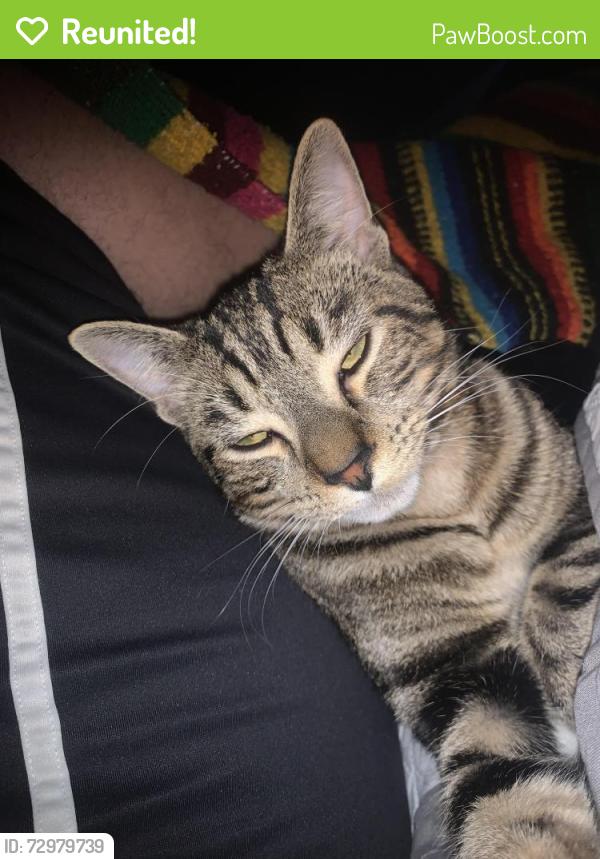 Reunited Male Cat last seen Executive Dr , Jackson, TN 38305