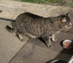Found/Stray Unknown Cat last seen Birch and Steven Dr, Colorado Springs, CO 80911