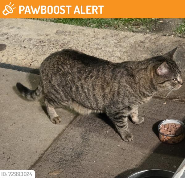 Found/Stray Unknown Cat last seen Birch and Steven Dr, Colorado Springs, CO 80911