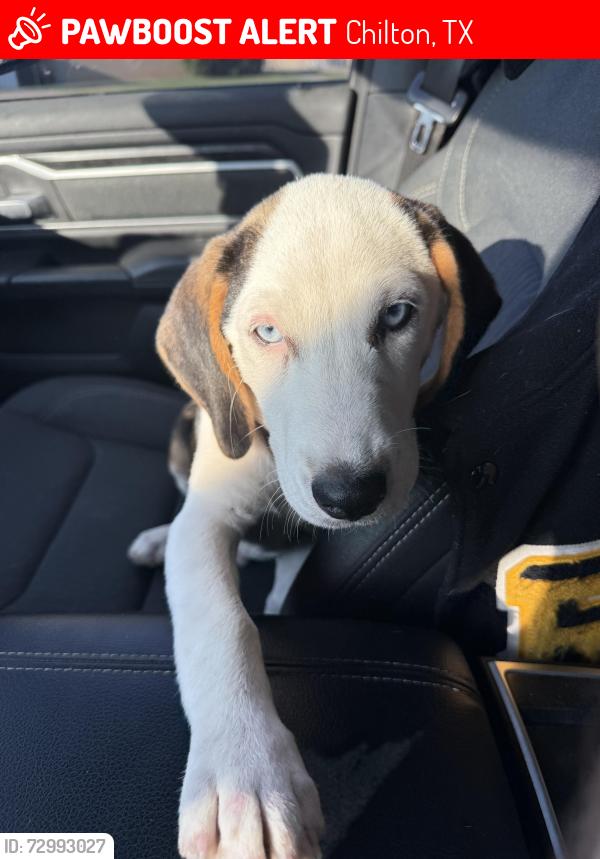 Lost Male Dog last seen Same address as above, Chilton, TX 76632