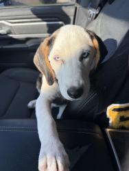 Lost Male Dog last seen Same address as above, Chilton, TX 76632