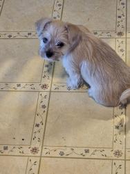 Lost Male Dog last seen Stockton Blvd & Florin Rd , Sacramento, CA 95831