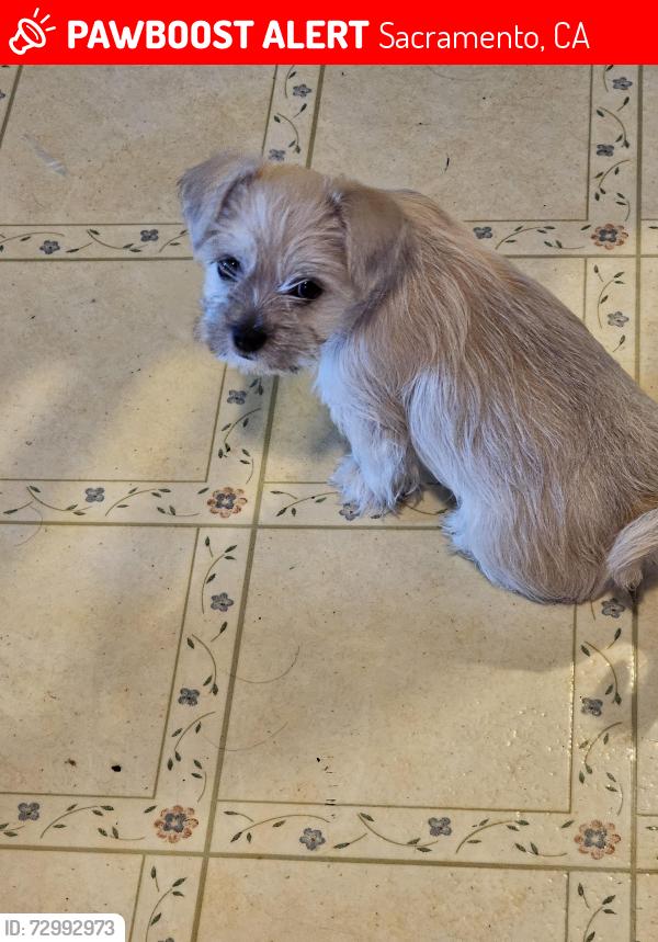 Lost Male Dog last seen Stockton Blvd & Florin Rd , Sacramento, CA 95831