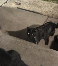 Found/Stray Unknown Cat last seen Birch and Steven dr, Security-Widefield, CO 80911