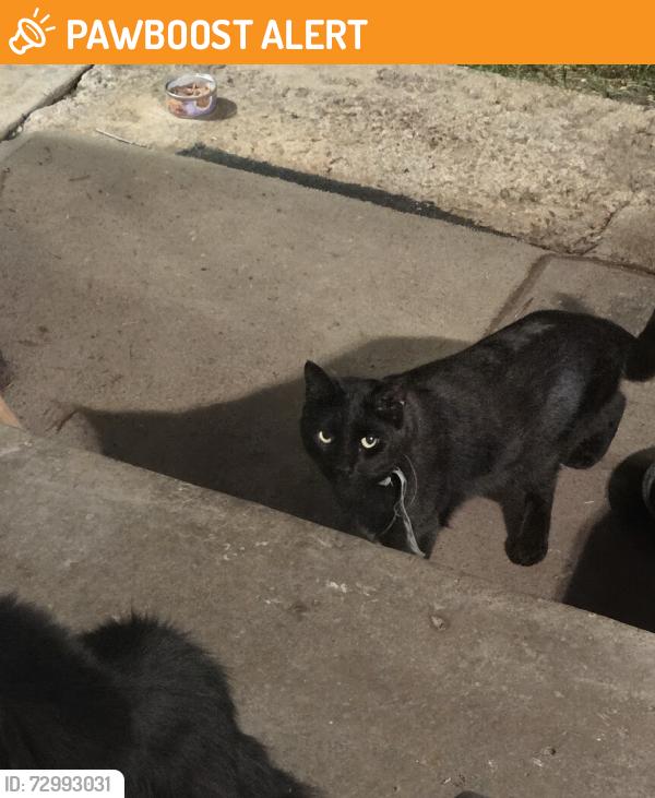 Found/Stray Unknown Cat last seen Birch and Steven dr, Security-Widefield, CO 80911