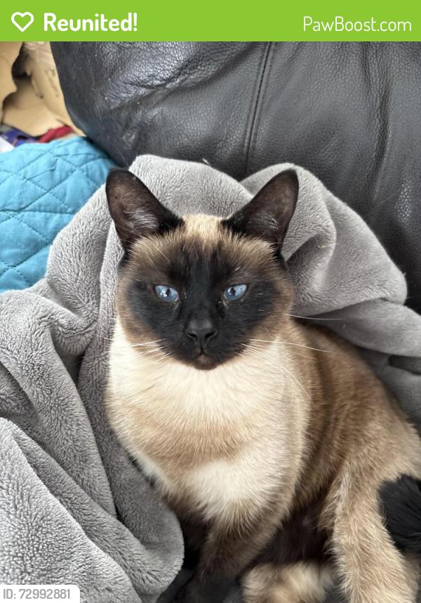 Reunited Male Cat last seen West Avenue, Monroe Orleans County Line Rd, Redman Rd, Brockport, NY 14420