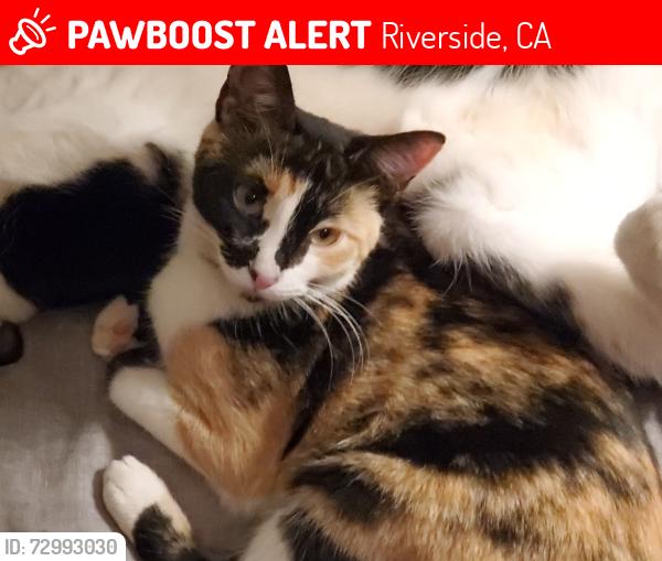 Lost Female Cat last seen Monterey , Riverside, CA 92506