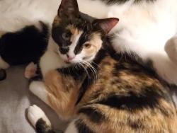 Lost Female Cat last seen Monterey , Riverside, CA 92506