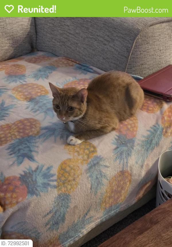 Reunited Female Cat last seen Sierra Ridge neighborhood.  E 35th St, Yuma, AZ 85367