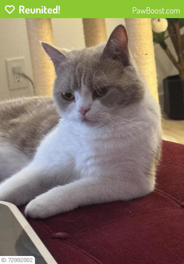 Reunited Male Cat last seen Near 35th Street Newport Beach 92773, Newport Beach, CA 92663