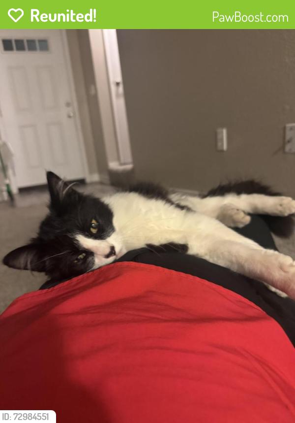 Reunited Male Cat last seen Greenwood lane, Cameron Park, CA 95682