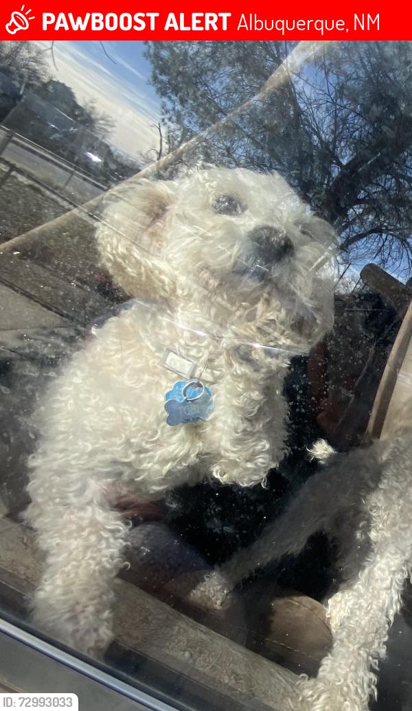 Lost Male Dog last seen Candelaria and San Mateo, Albuquerque, NM 87110