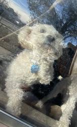 Lost Male Dog last seen Candelaria and San Mateo, Albuquerque, NM 87110