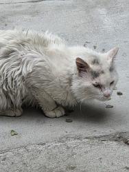 Found/Stray Unknown Cat last seen Jersey Ln and Dexter st., Colorado Springs, CO 80911