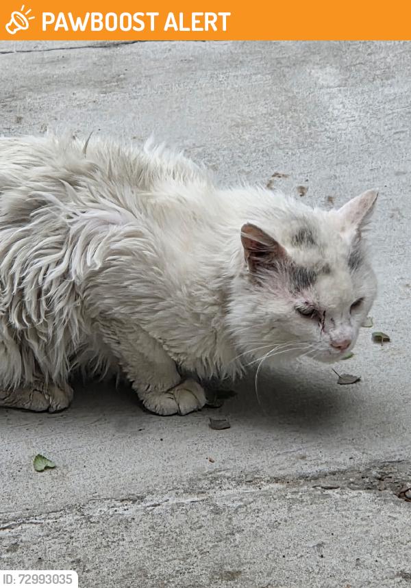 Found/Stray Unknown Cat last seen Jersey Ln and Dexter st., Colorado Springs, CO 80911