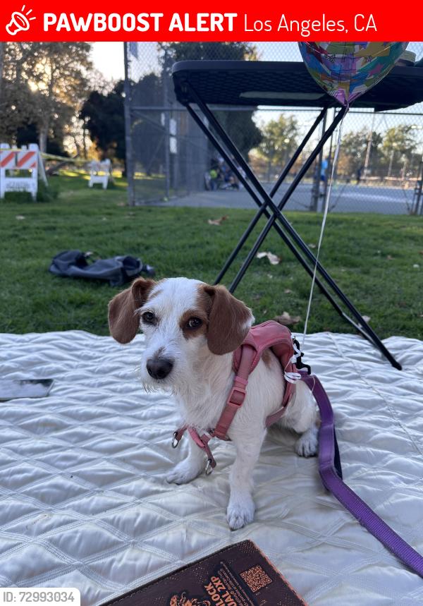Lost Female Dog last seen Venice Beach, Los Angeles, CA 90291