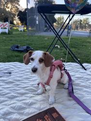 Lost Female Dog last seen Venice Beach, Los Angeles, CA 90291