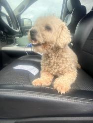 Reunited Female Dog last seen Maier rd, Pilot Point, TX 76258