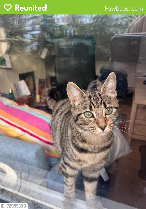 Reunited Female Cat last seen TW1 1JT, Saint Margarets, England TW1 1JT