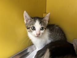 Shelter Stray Male Cat last seen , 3201 Lacy St, Los Angeles, CA 90031, USA