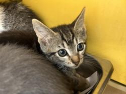 Shelter Stray Male Cat last seen , 3201 Lacy St, Los Angeles, CA 90031, USA