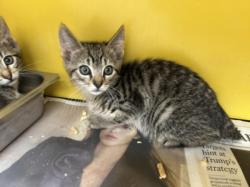 Shelter Stray Female Cat last seen , 3201 Lacy St, Los Angeles, CA 90031, USA