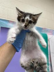 Shelter Stray Male Cat last seen FORTALEZA AVE / AFONSO WAY, 9150 Union Park Way, Elk Grove, CA 95624, USA