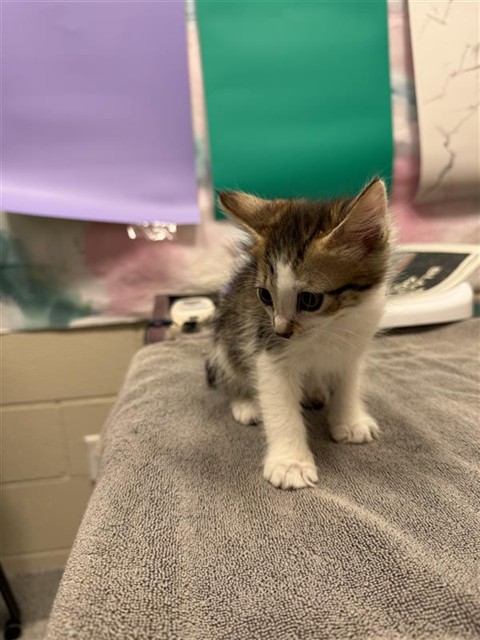 Shelter Stray Female Cat last seen FORTALEZA AVE / AFONSO WAY, 9150 Union Park Way, Elk Grove, CA 95624, USA