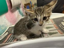 Shelter Stray Male Cat last seen FORTALEZA AVE / AFONSO WAY, 9150 Union Park Way, Elk Grove, CA 95624, USA