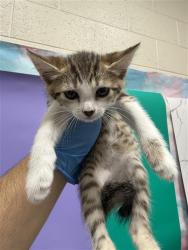 Shelter Stray Female Cat last seen FORTALEZA AVE / AFONSO WAY, 9150 Union Park Way, Elk Grove, CA 95624, USA