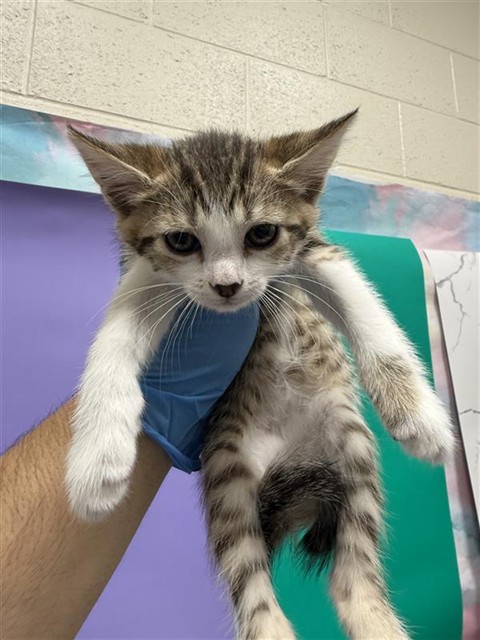 Shelter Stray Female Cat last seen FORTALEZA AVE / AFONSO WAY, 9150 Union Park Way, Elk Grove, CA 95624, USA