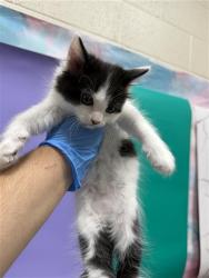 Shelter Stray Female Cat last seen FORTALEZA AVE / AFONSO WAY, 9150 Union Park Way, Elk Grove, CA 95624, USA
